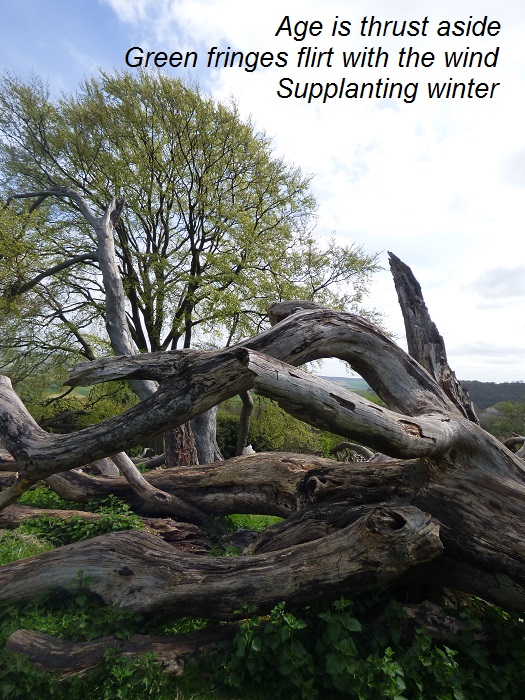 Age is thrust aside, green fringes flirt with the wind, supplanting winter