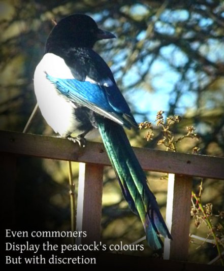 Even commoners Display the peacock's colour But with discretion