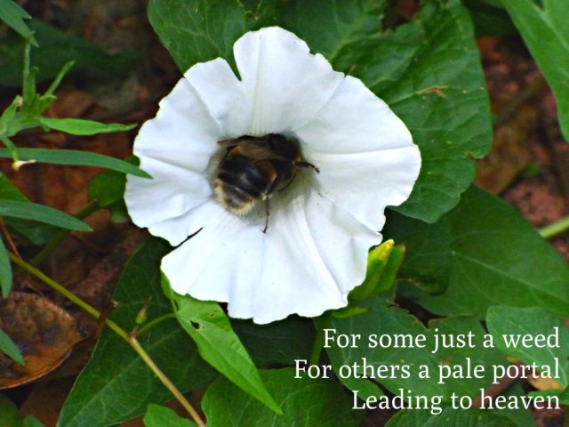 For some just a weed For others a pale portal Leading to heaven