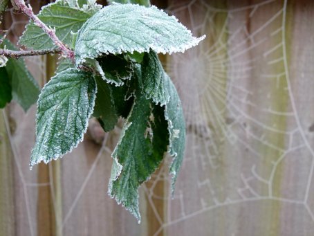 frost leaves (1)