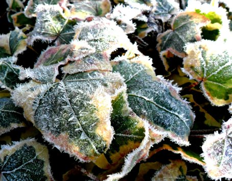 frost leaves (3)
