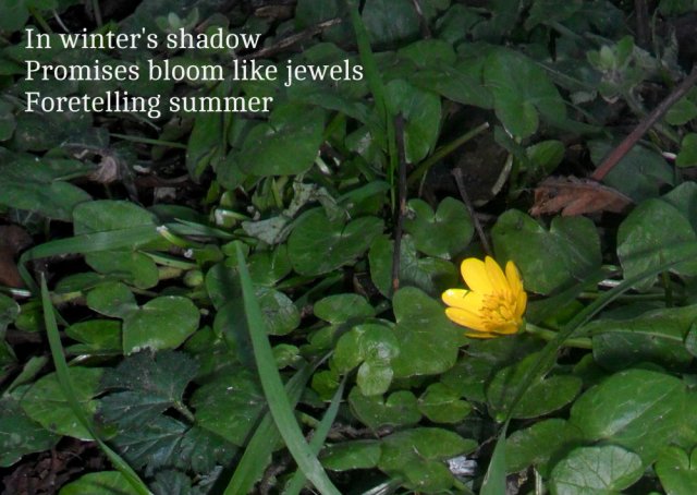In winter's shadow Promises bloom like jewels Foretelling summer