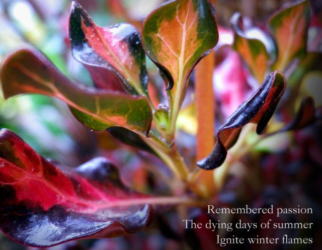 Remembered passion The dying days of summer Ignite winter flames