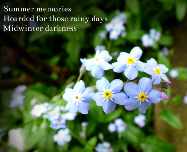 Summer memories Hoarded for those rainy days Midwinter darkness