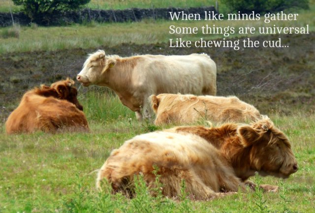 When like minds gather Some things are universal Like chewing the cud...
