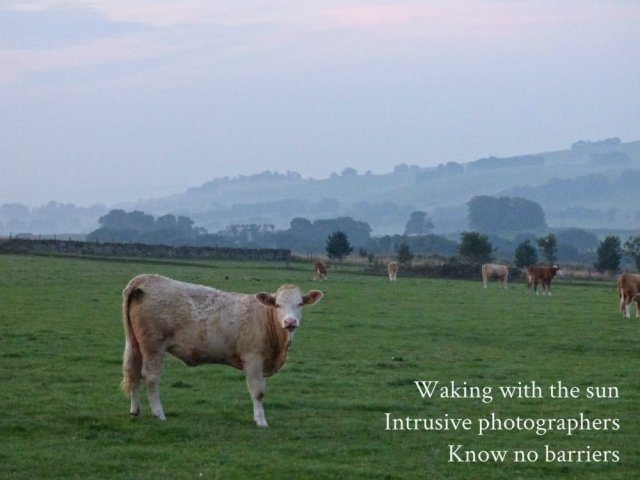 Waking with the sun Intrusive photographers Know no barriers