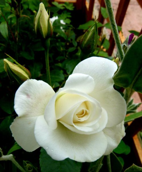white rose