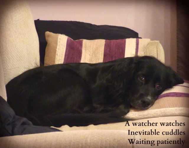 A watcher watches Inevitable cuddles Waiting patiently