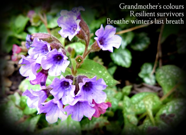 Grandmother's colours, resilient survovors breathe winter's last breath