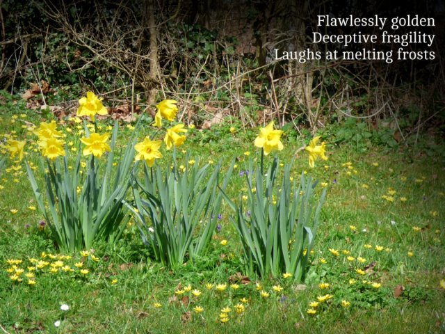 flawlessly golden, deceptive fragility laughs at melting frosts