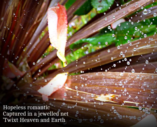 Hopeless romantic Captured in a jewelled net 'Twixt Heaven and Earth