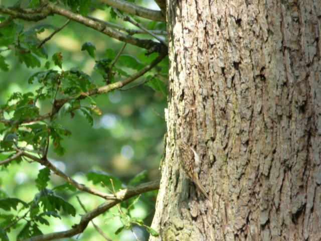 treecreeper (2)