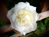 white rose