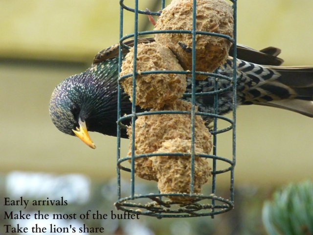 Early arrivals Make the most of the buffet Take the lion's share