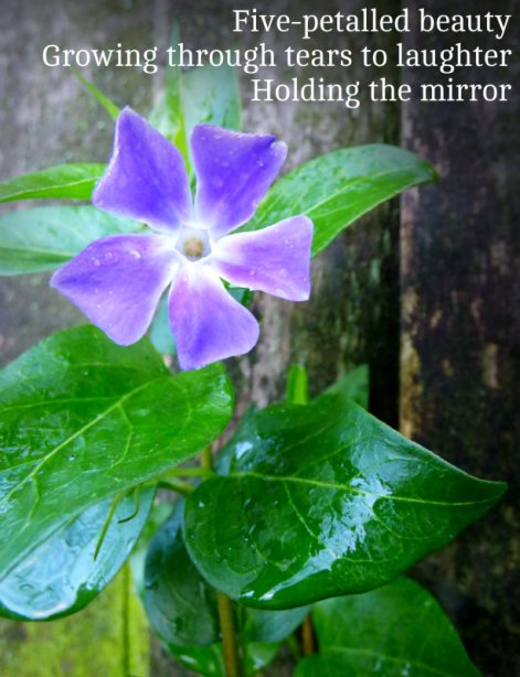 Five-petalled beauty Growing through tears to laughter Holding the mirror