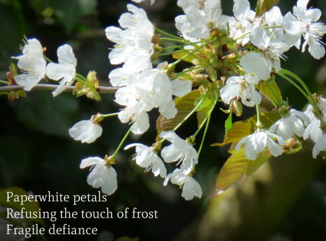 Paperwhite petals Refusing the touch of frost Fragile defiance