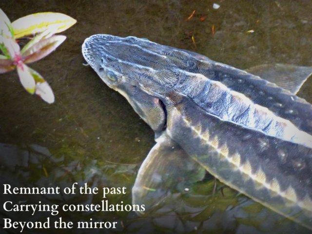 Remnant of the past Carrying constellations Beyond the mirror