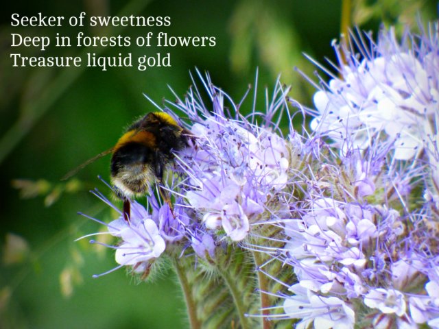 Seeker of sweetness Deep in forests of flowers treasure liquid gold