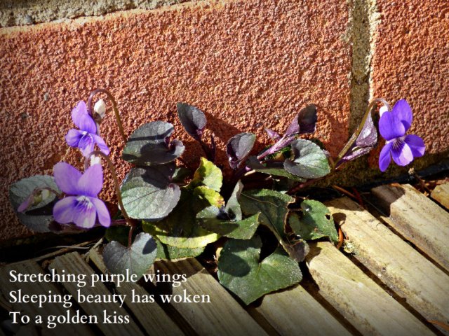 Stretching purple wings Sleeping beauty has woken To a golden kiss