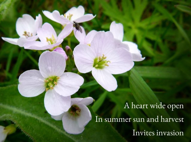 A heart wide open In summer sun and harvest Invites invasion