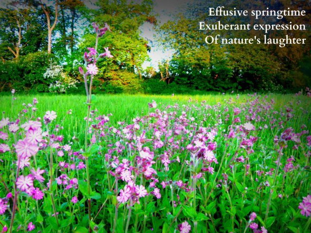 Effusive springtime Exuberant expression Of nature's laughter