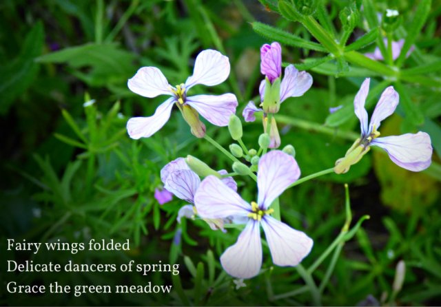 Fairy wings folded Delicate dancers of spring Grace the green meadow