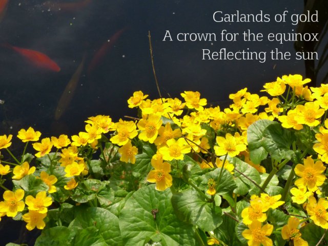 Garlands of gold A crown for the equinox Reflecting the sun