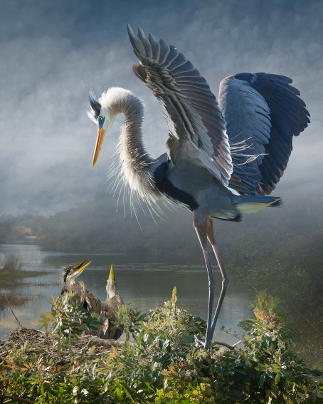 Medow_great_blue_heron_with_chicks_revisited