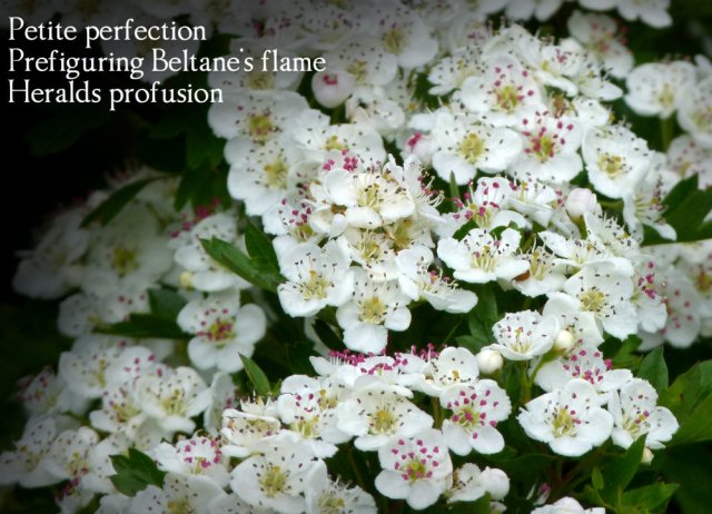Petite perfection Prefiguring Beltane's flame Heralds profusion