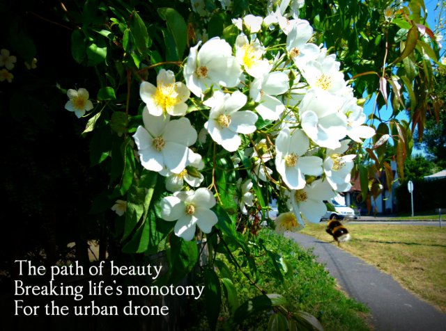 The path of beauty Breaking life’s monotony For the urban drone