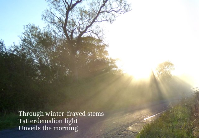 Through winter-frayed stems Tatterdemalion light Unveils the morning