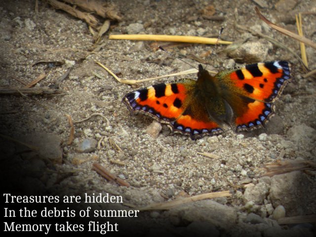 Treasures are hidden In the debris of summer Memory takes flight