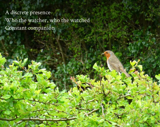 A discrete presence Who the watcher, who the watched Constant companion