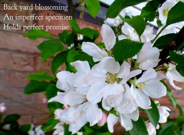 Back yard blossoming An imperfect specimen Holds perfect promise