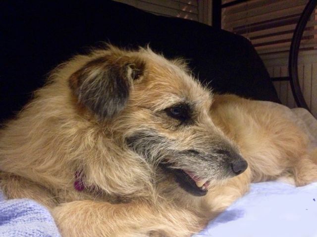 Benji's freedom photo