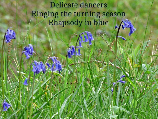 Delicate dancersRinging the turning season Rhapsody in blue