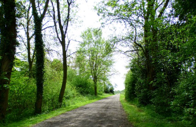 derbyshire ladybower bluebells water dambusters barbrook 3 wildflowers 001 (15)