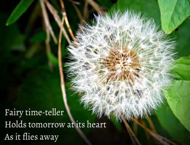 Fairy time-teller Holds tomorrow at its heart As it flies away