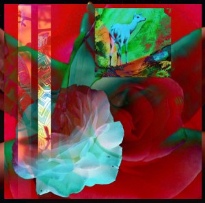 Gawain Roses and Hind Hart