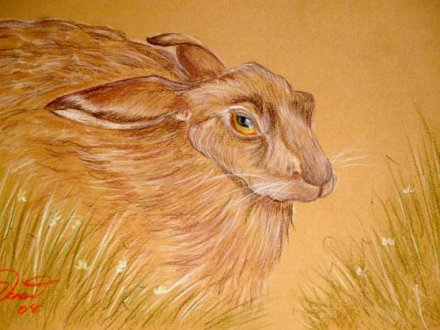 hare 001