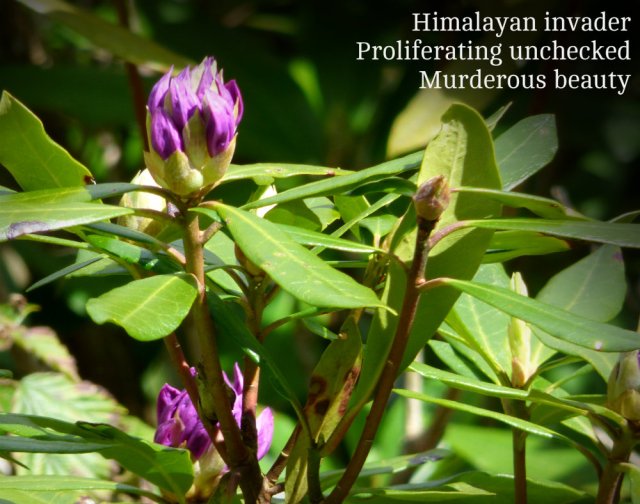 Himalayan invader Proliferating unchecked Murderous beauty