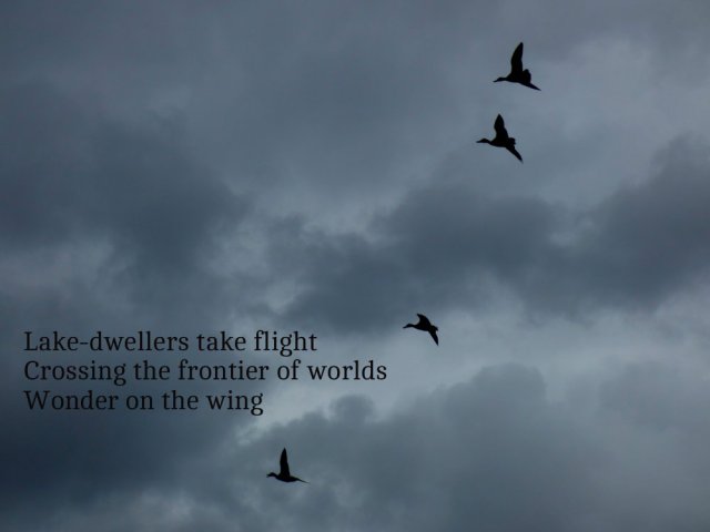 Lake-dwellers take flight Crossing the frontier of worlds Wonder on the wing