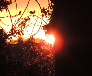 Sombre lions Word treeAA