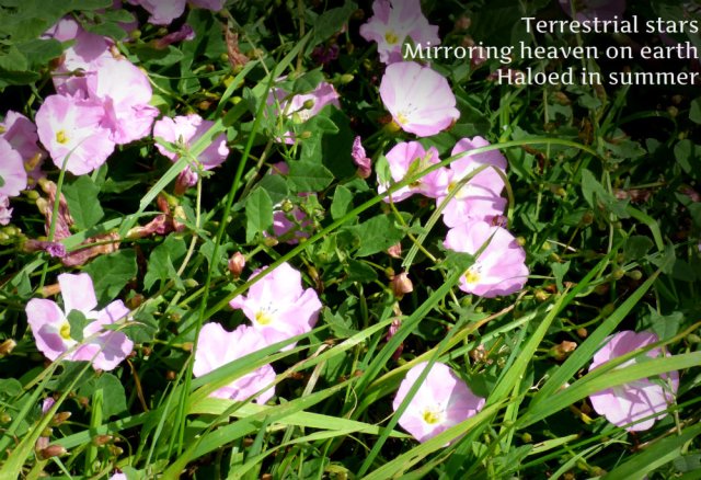 Terrestrial stars Mirroring heaven on earth Haloed in summer