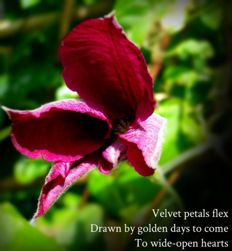 Velvet petals flex Drawn by golden days to come To wide-open hearts