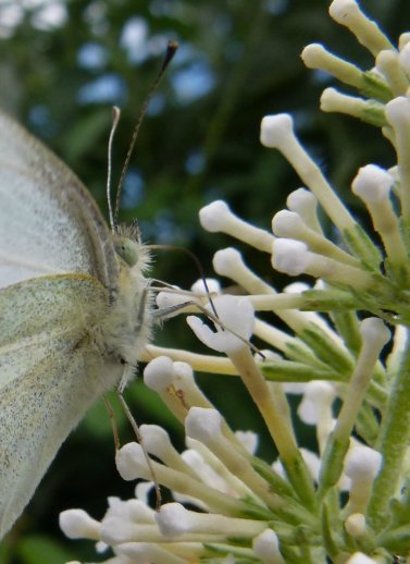 cabbage white butterfly in close up