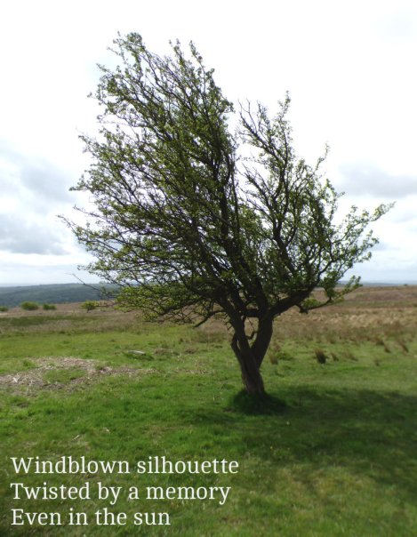 Windblown silhouette Twisted by a memory Even in the sun