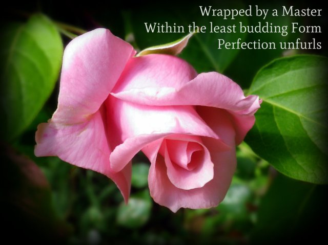 wrapped by a master, within the least budding form, perfection unfurls