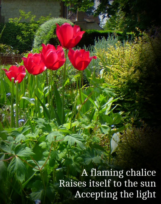 A flaming chaliceRaises itself to the sunAccepting the light