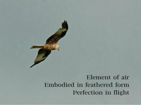 Element of air Embodied in feathered form Perfection in flight